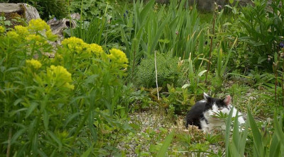 katze_echse_hmm.jpg