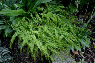 Farn0607a.jpg