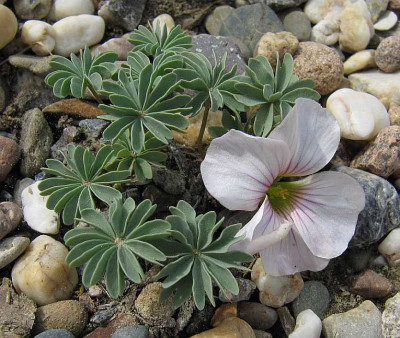 IMG_4140_Oxalis_Ute_06-05-2015_.jpg