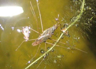 Wasserflohe.JPG