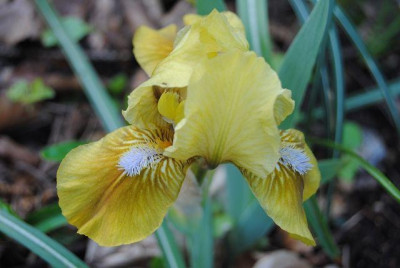 k-hosta_024.jpg