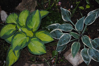 k-hosta_131.jpg