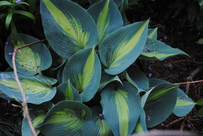 k-hosta_139.jpg