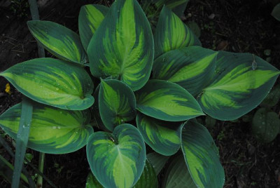 k-hosta_144.jpg