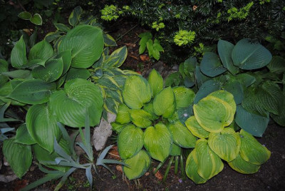 k-hosta_145.jpg