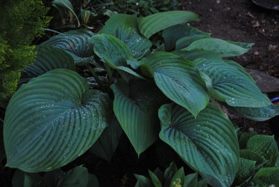 k-hosta_141.jpg