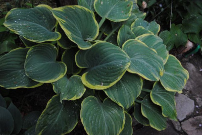 k-hosta_130.jpg
