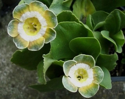 aurikula_green.jpg