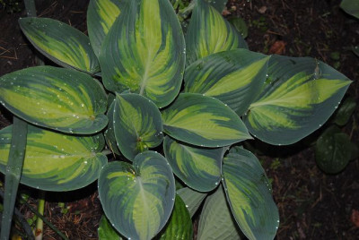 k-hosta_143.jpg