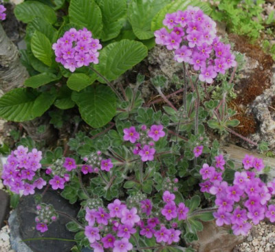 Androsace_studiosorum_Doska__...__7.5.15_028.jpg