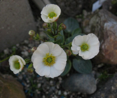 Ranunculus_parnassifolia__...__7.5.15_037.jpg