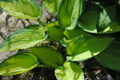 k-hosta_090.jpg