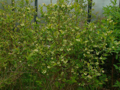 Vaccinium_3.jpg