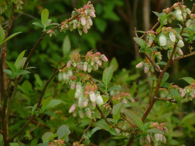 Vaccinium_2.jpg