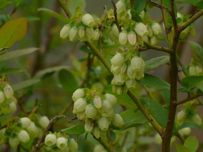 Vaccinium.jpg
