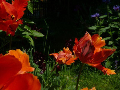 Tulipa_orange_favourite_4.jpg