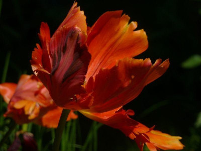 Tulipa_Orange_favourite.jpg