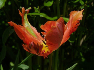 Tulipa_Orange_favourite_2.jpg