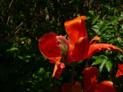 Tulipa_orange_favourite_3.jpg