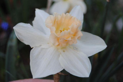 k-hosta_017.jpg