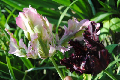 k-hosta_093.jpg