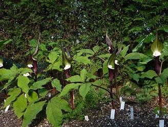 Arisaema_sikokianum2015.jpg