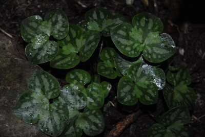 k-hosta_158.jpg