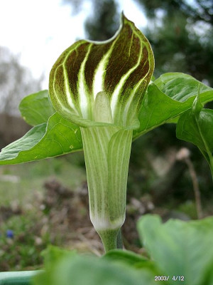 04120011_eArisaema_spec.JPG