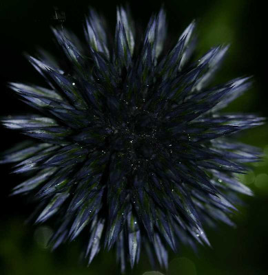 Kugeldistel_03-08-05.jpg