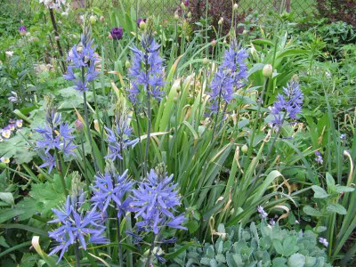 Camassia_150508.jpg