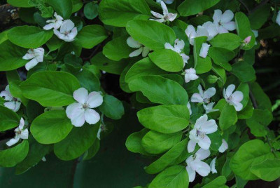 k-hosta_107.jpg