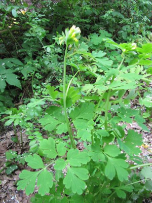Corydalis_welcher.jpg