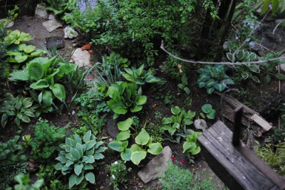 k-hosta_125.jpg