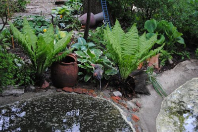 k-hosta_154.jpg