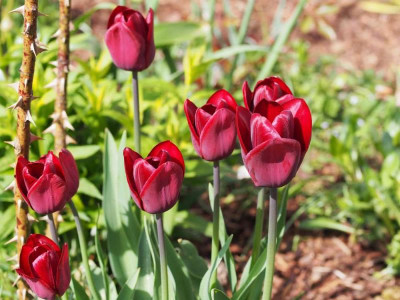 TulpenrotCC1_2015.jpg