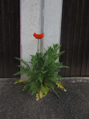 Papaver_mt.jpg