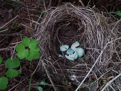 vogelnest_3.jpg