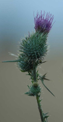 Kratzdistel_03-08-05.jpg