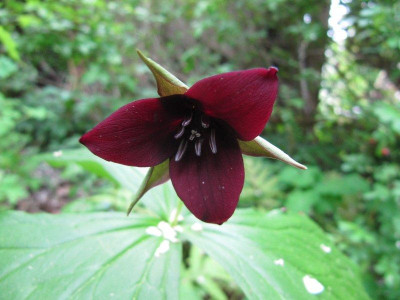 Trillium_erectum_purpur_150508.jpg