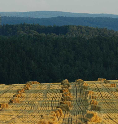 Stoppeln_03-08-05.jpg