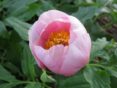 Paeonia_mollia_Slg_hellrosa_Kopie.jpg