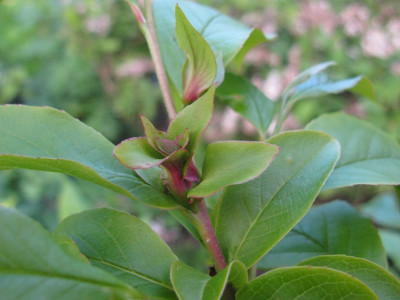 Stewartia_rostrata_Knospe_Kopie.jpg