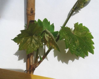 weinforum.jpg