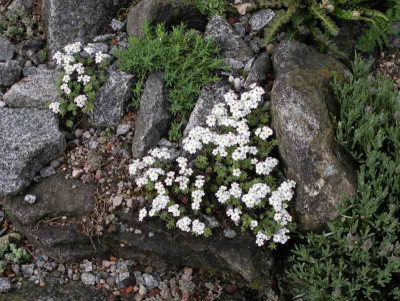 Androsace_carnea_ssp.brigantiaca_0.05.15.jpg