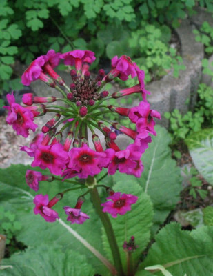 Primula_japonica__..._11.5.15_004.jpg