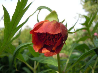 Strauchpfingstrosen_120515_Garteneinblicke_P_delavayi_samling_011.JPG