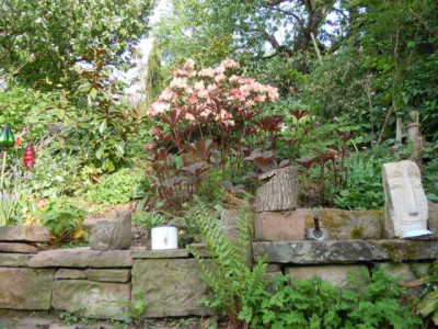 Strauchpfingstrosen_120515_Garteneinblicke_P_delavayi_samling_049.JPG