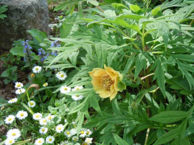 Strauchpfingstrosen_120515_Garteneinblicke_P_delavayi_samling_009.JPG