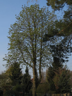 Kastanie.JPG