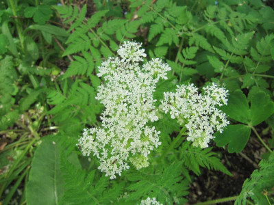 Selinum_wallichianum_150512.jpg